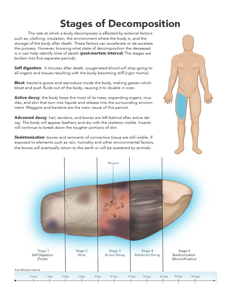 Image containing human figure along with descriptions of decomposition stages