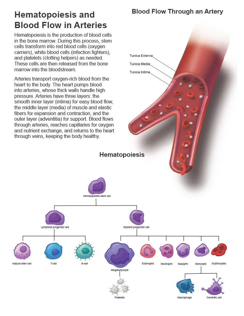 Image containing human figure along with descriptions of decomposition stages