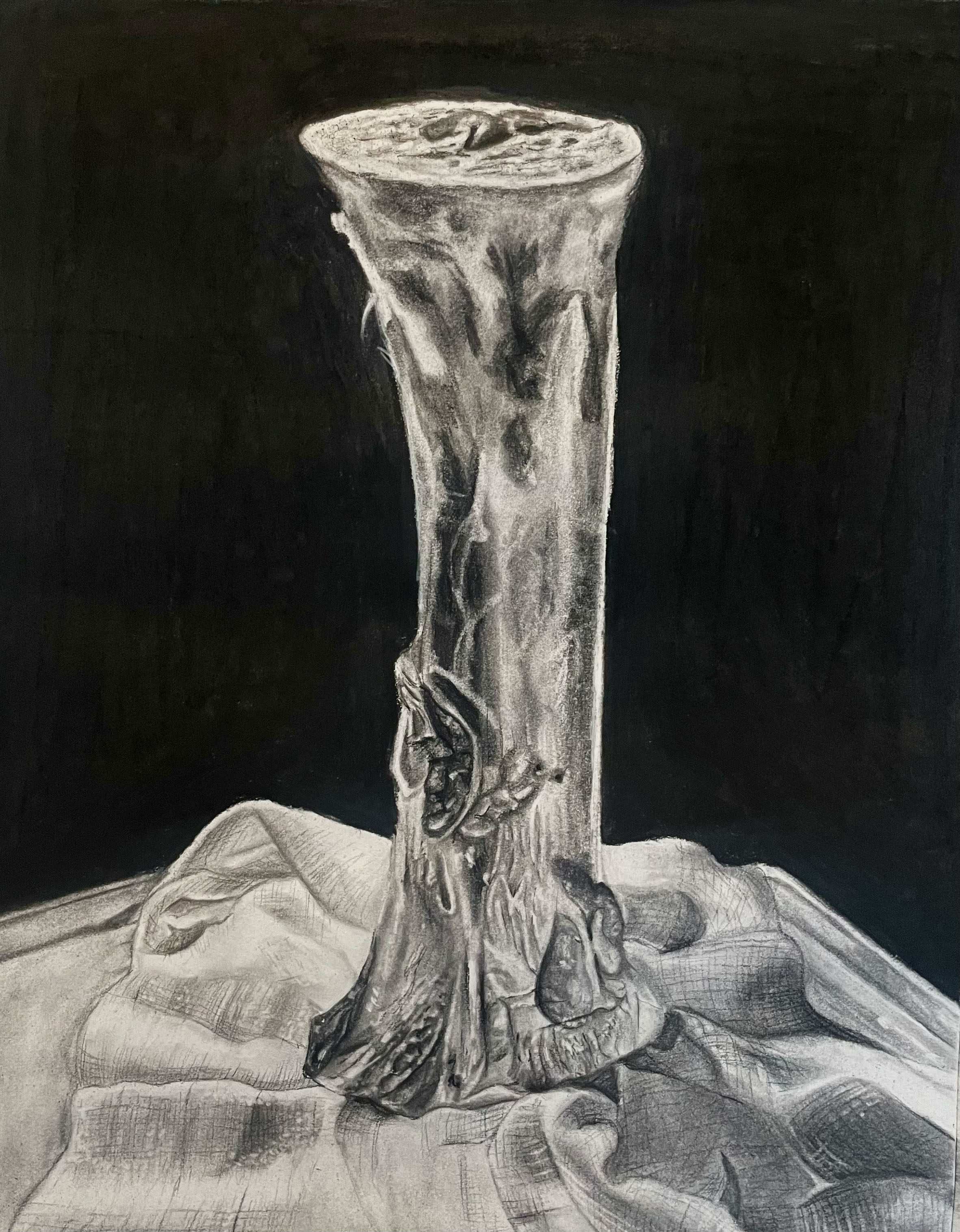 Still life illustration of pig femur